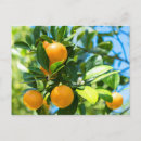 Suche nach obstbäume postkarten Blüte