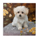 Suche nach maltesische fliesen Haustier