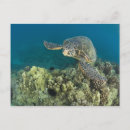 Suche nach mydas Insel