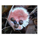 Suche nach wirbellose poster Natur
