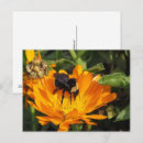 Suche nach ringelblume postkarten Für alle