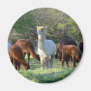 Suche nach alpakas magnete Bauernhof