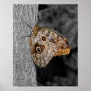 Suche nach brauner schmetterling poster Natur