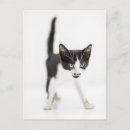 Suche nach auf ihrem kleinen postkarten Niedliche tiere