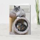 Suche nach tabbykatze karten Haustier