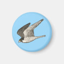 Suche nach falken magnete Raubvogel