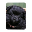 Suche nach zwergspitz magnete Schwarz