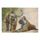 Suche nach bengal tiger poster Natürlich