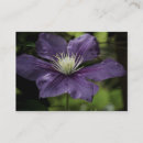 Suche nach clematis visitenkarten Natur