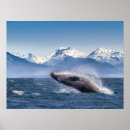 Suche nach humpback whale poster Ocean