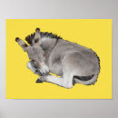 Suche nach fohlen poster Niedlich