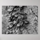 Suche nach schwarzer baum poster Natur