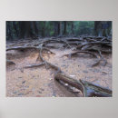 Suche nach wälder poster Bäume