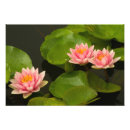 Suche nach kenilworth Seerose