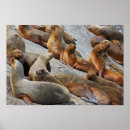 Suche nach seelöwen poster Tiere