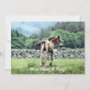 Suche nach fohlen einladungen Ponys