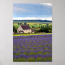 Suche nach lavender fields poster Blume