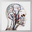 Suche nach komplexität poster Gesundheitswesen