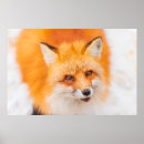 Suche nach spies poster Tier