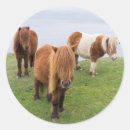 Suche nach shetland pony aufkleber Braun