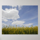 Suche nach canola Blume