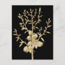 Suche nach texas wildblumen postkarten Schön