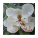 Suche nach magnolie fliesen Blume