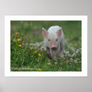Suche nach ferkel poster Schwein