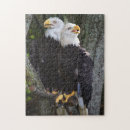 Suche nach weißkopfseeadler puzzle Kahl