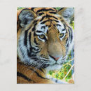 Suche nach amur postkarten Wild