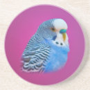 Suche nach budgie untersetzer Parakeet