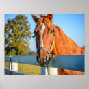 Suche nach reitpferde poster Ranch