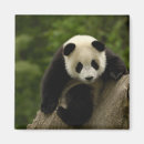 Suche nach shaanxi magnete Asien