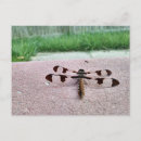 Suche nach whitetail postkarten Libelle