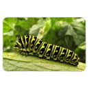 Suche nach raupen magnete Für alle