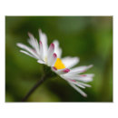 Suche nach floh poster Natur