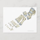 Suche nach knochen des fußes postkarten Körperteil