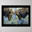 Suche nach elch foto poster Wildtiere