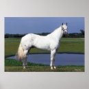 Suche nach appaloosa poster Stehend