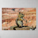 Suche nach ground poster Erdeichhörnchen