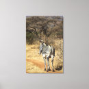 Suche nach zebra leinwandbilder Afrika