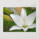 Suche nach lippe postkarten Blume