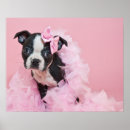 Suche nach boston terrier poster Welpe