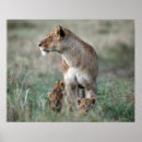 Suche nach lioness poster Wild lebende tiere
