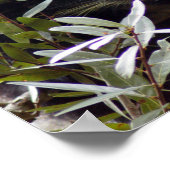 005Barkat Poster (Ecke)