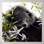 005Barkat Poster (Vorne)