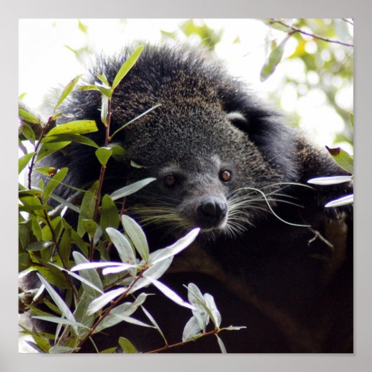 005Barkat Poster (Vorne)