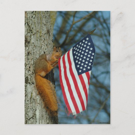 010510-4-APC ONE PATRIOTIC SQUIRREL POSTKARTE (Vorderseite)