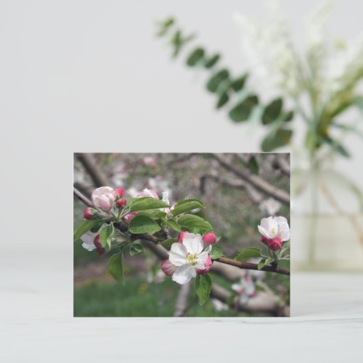 01 Apple Blossoms Winchester VA Postcard Postkarte (Stehend Vorderseite)