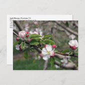 01 Apple Blossoms Winchester VA Postcard Postkarte (Vorne/Hinten)